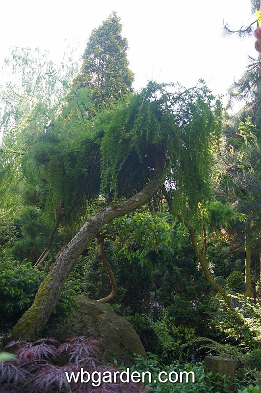 wbgarden spring 13.JPG